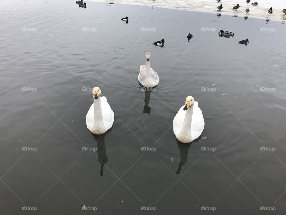 Swans way 