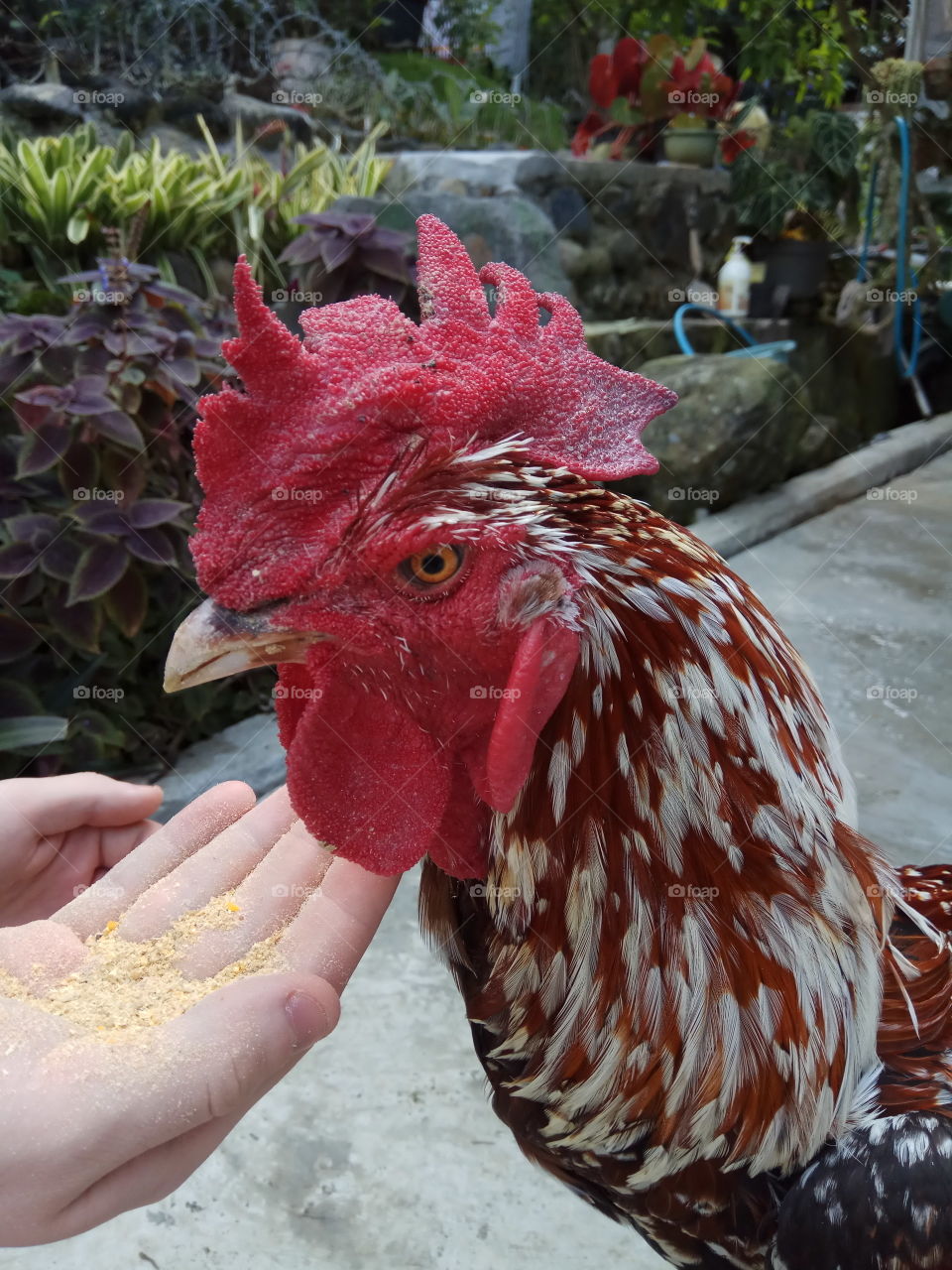 Rooster close-up