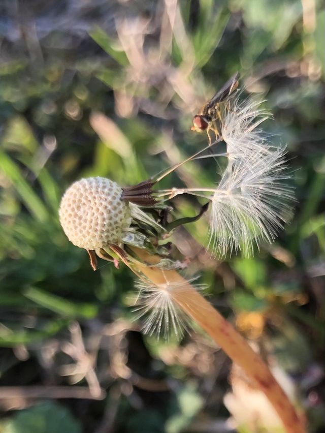 Opportune moment-Dandelion Fluff with Visitor