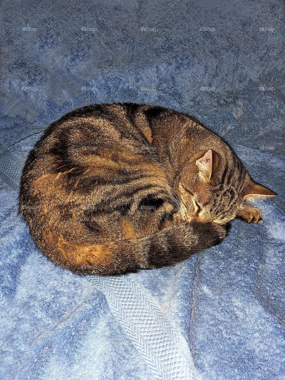 Sleeping cat