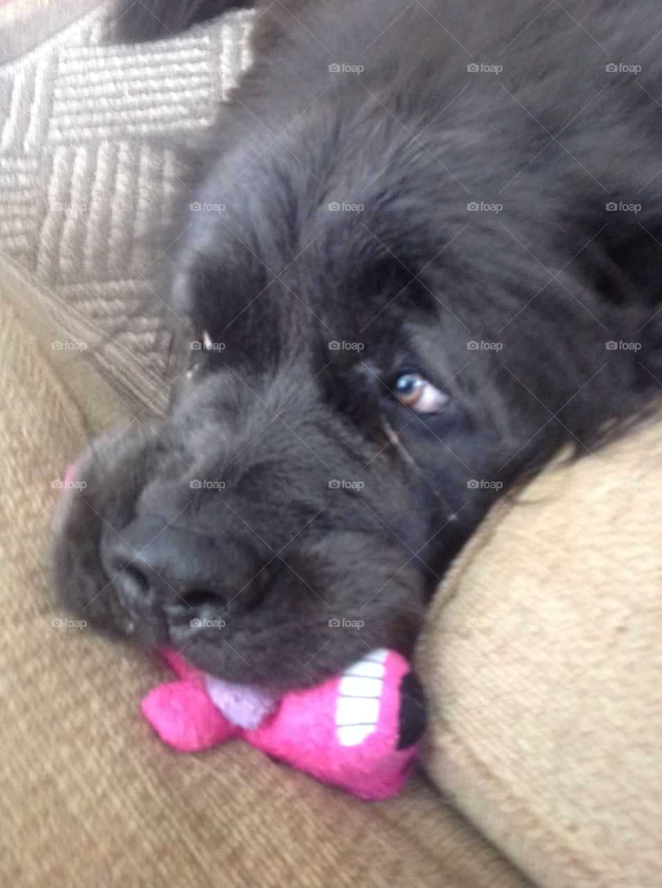 Newfoundland with tiny toy. My mom's giant Newfoundland borrowed my Pomeranian's little toy. 