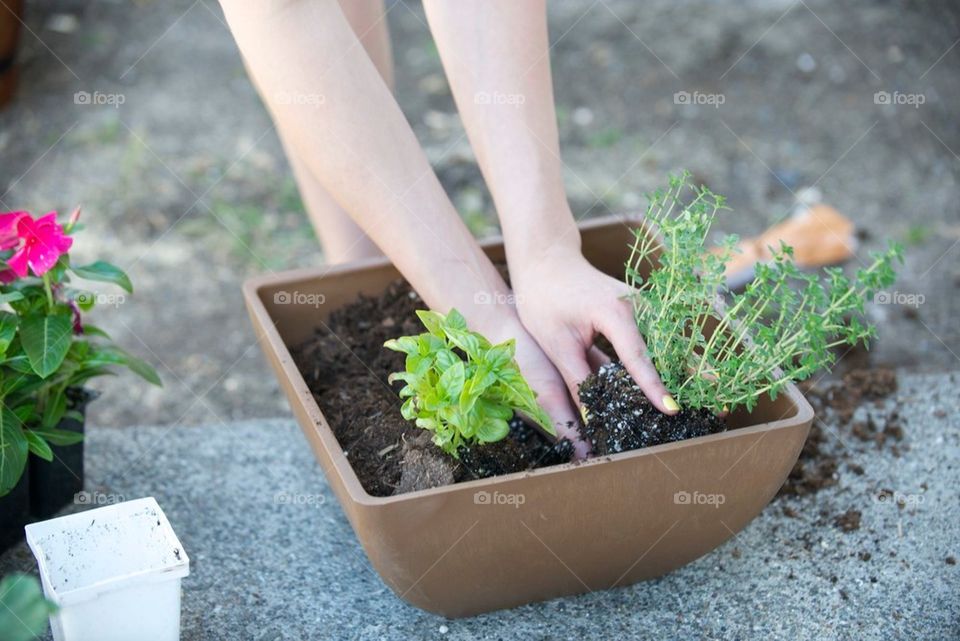 Planting herbs