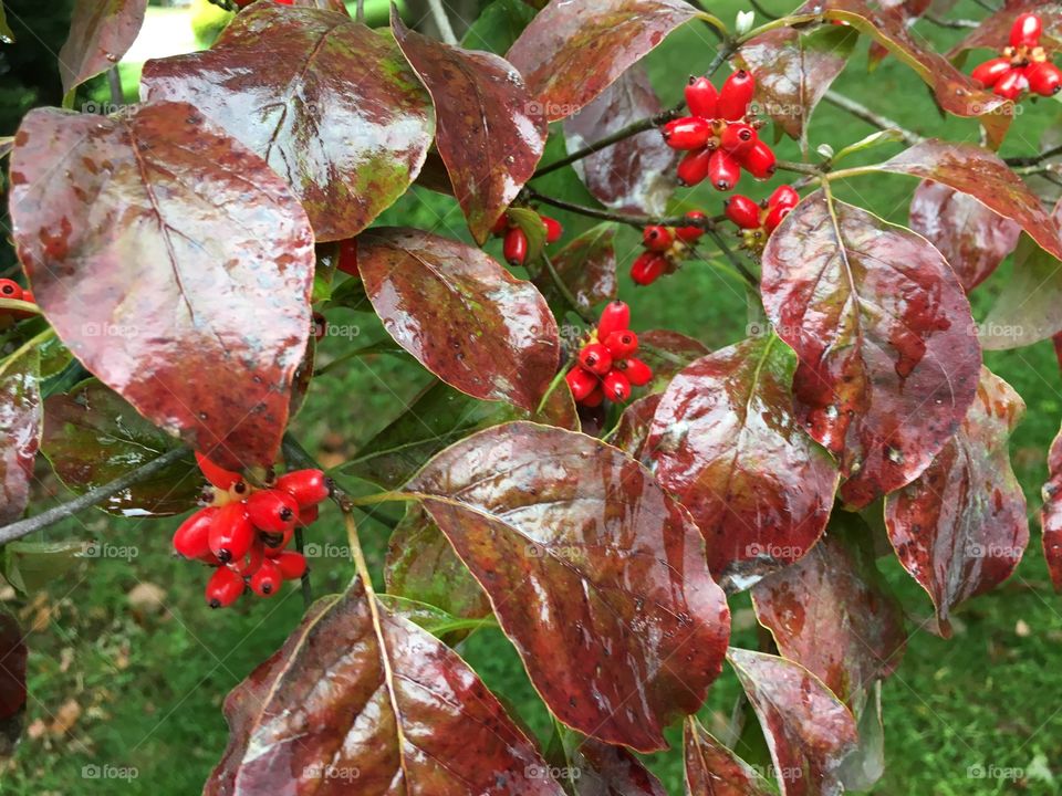 Dogwood in the rain