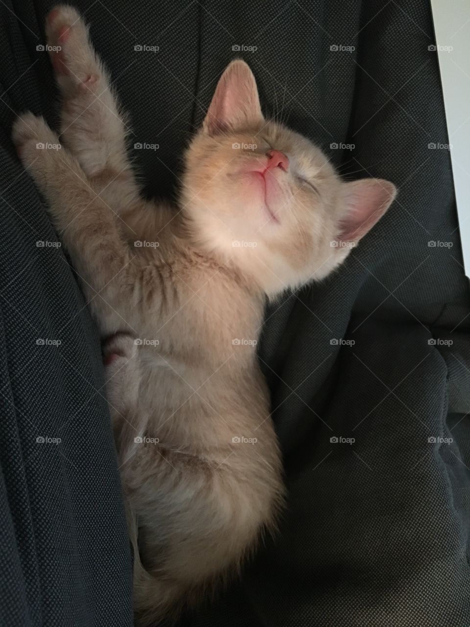 Small orange kitten sleeping 