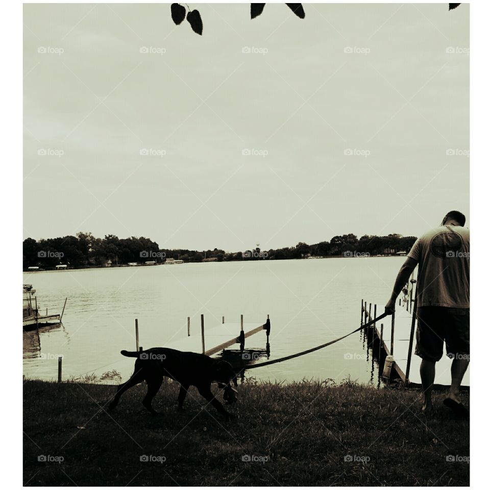 Water, Mammal, Silhouette, Cow, Animal