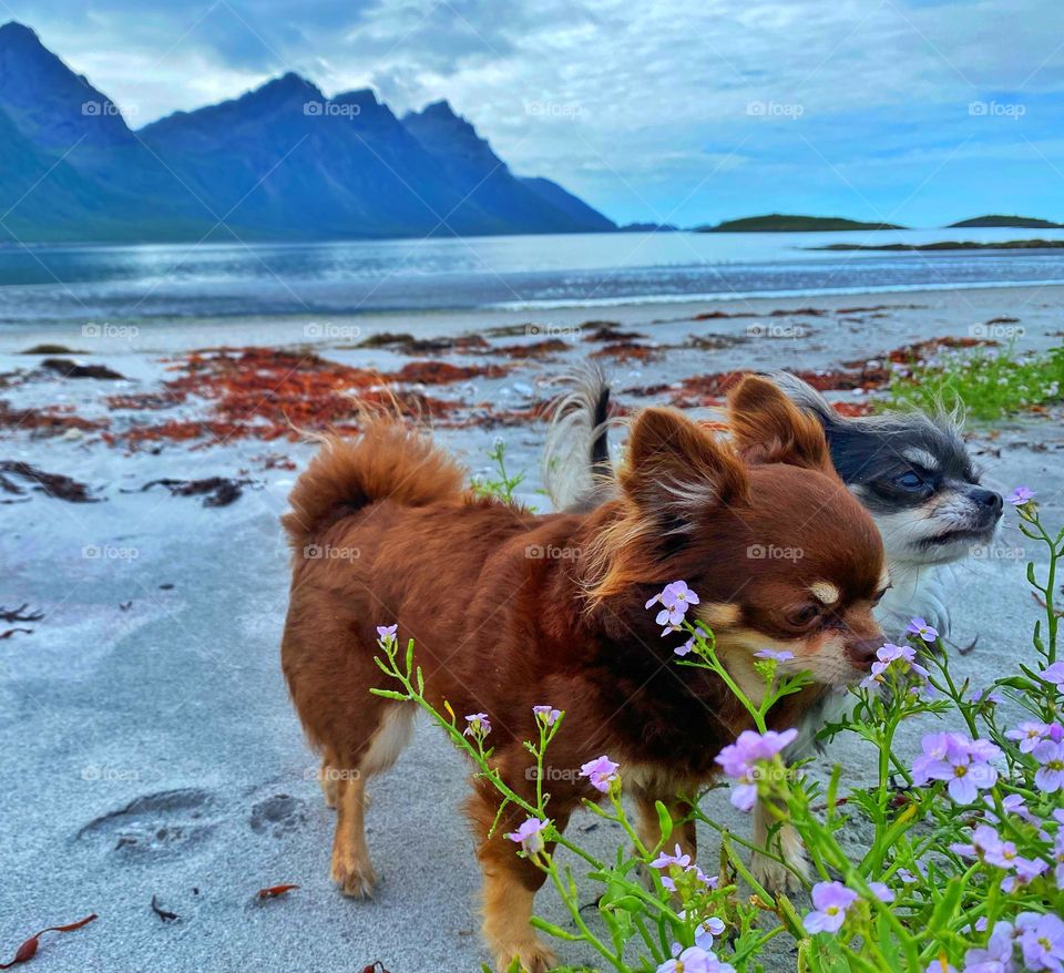 Smelling flowers at the beach