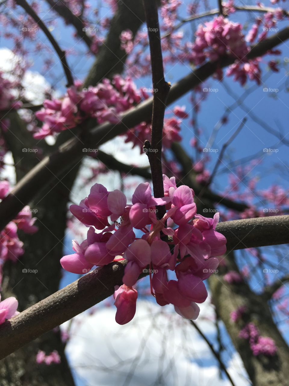 Redbud blossoms