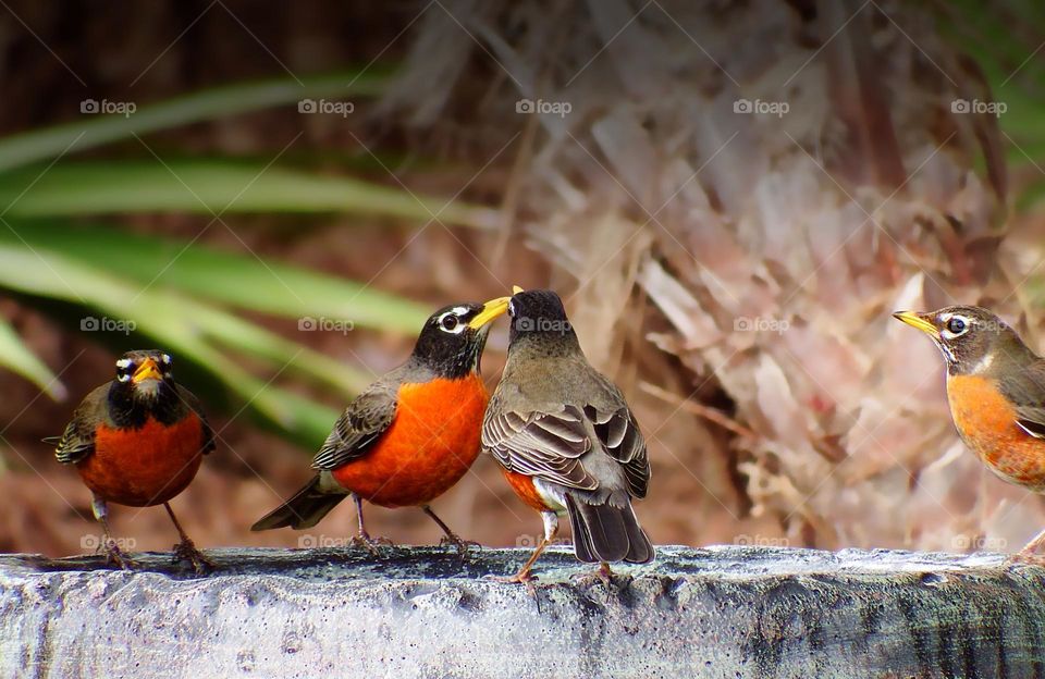 Robin couple in love beak to beak.