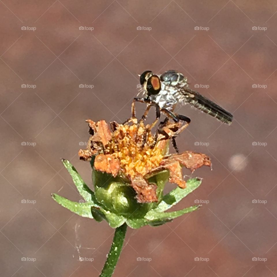 Macro of fly on dead flower head!