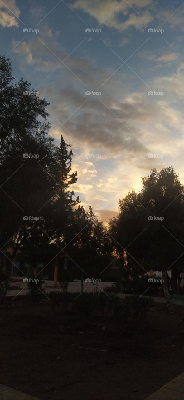 trees and clouds with sun shining