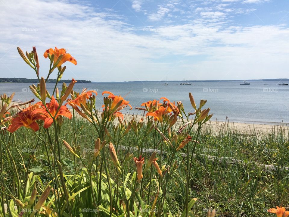Flowers growing near beach
