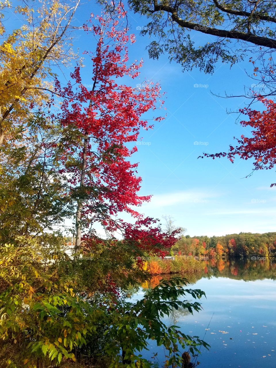 Tree, Fall, Nature, Leaf, Season