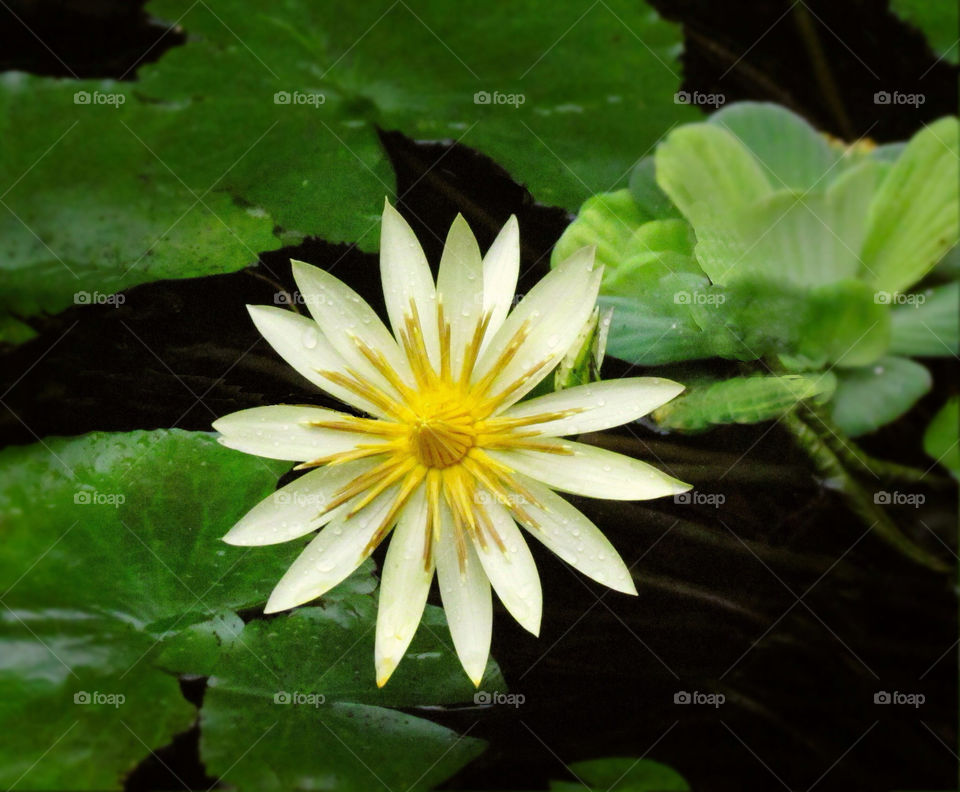 yellow nature flower water by landon