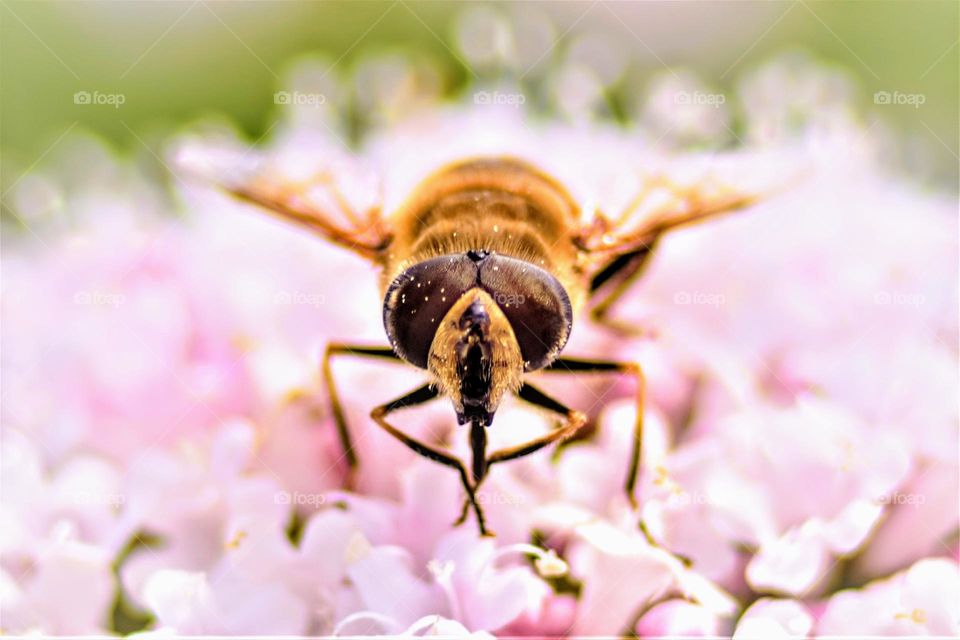 close up macro picture from a neecwith big black eyes on small pink flowers