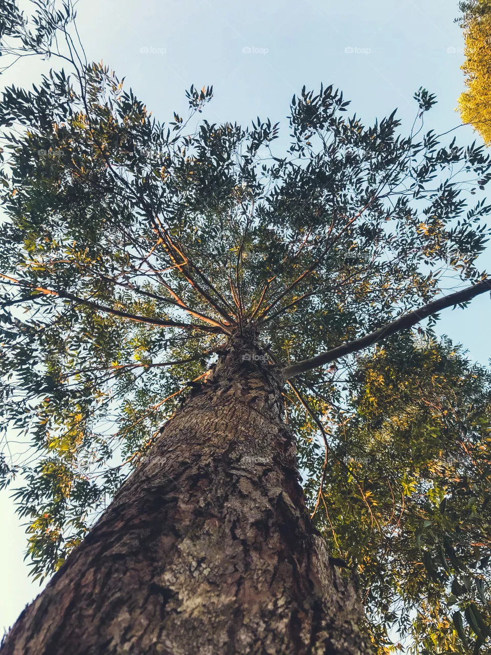 Eucalyptus trees are native to Australia, being important in the composition of the region's tropical forest and essential for the conservation of koalas.
