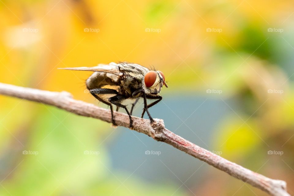 Crawling Housefly