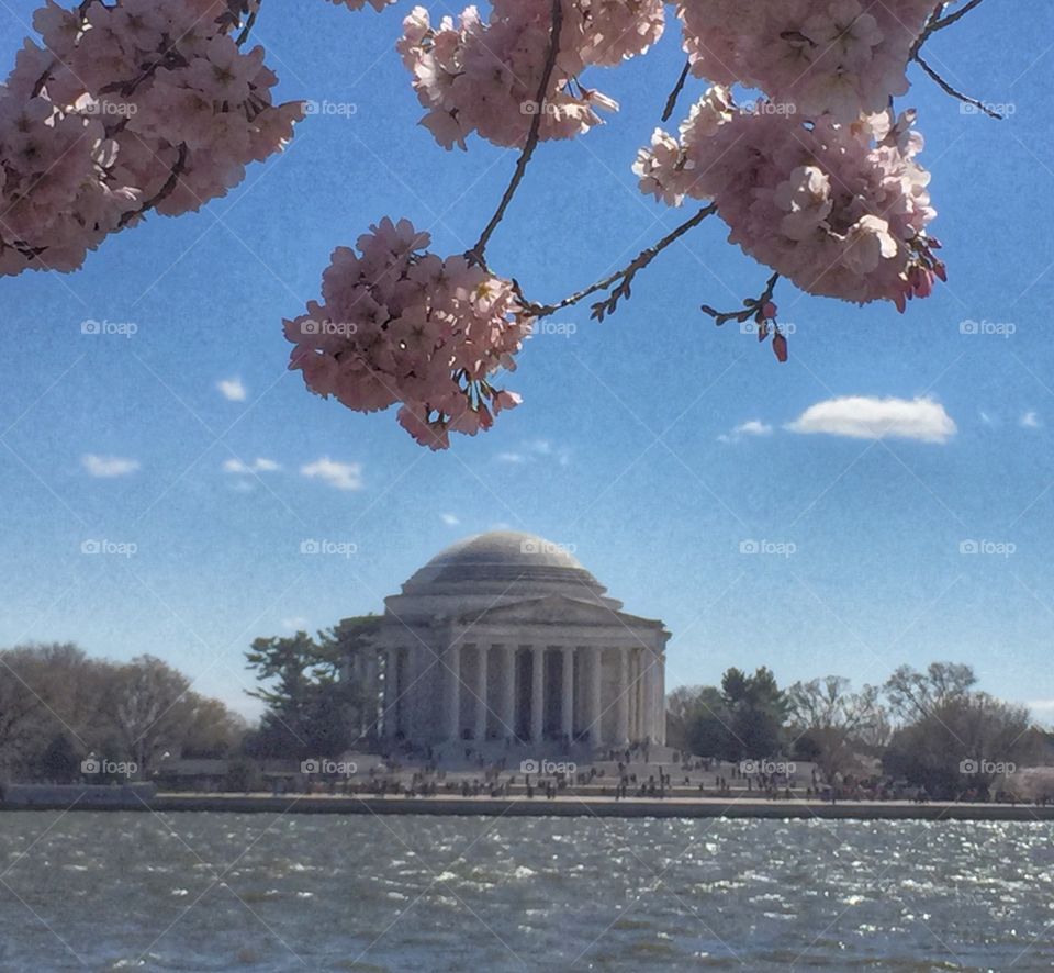 Jefferson Memorial in cherry blossom season