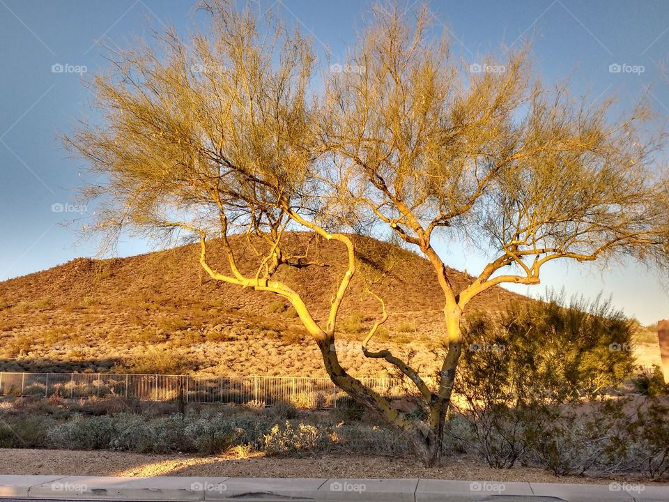Bare tree in front of mountain