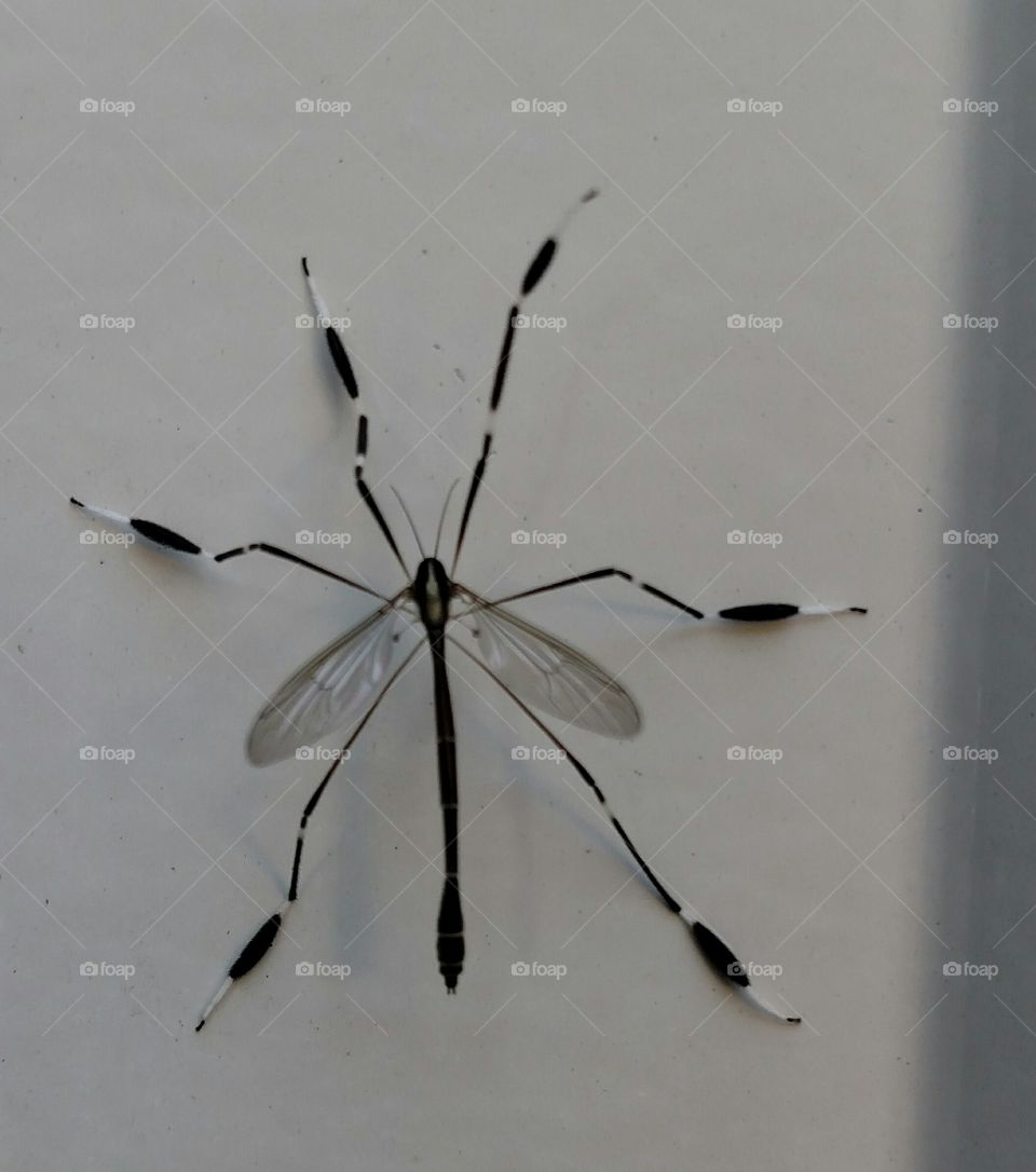 Mosquito, Insect, Spider, No Person, Biology