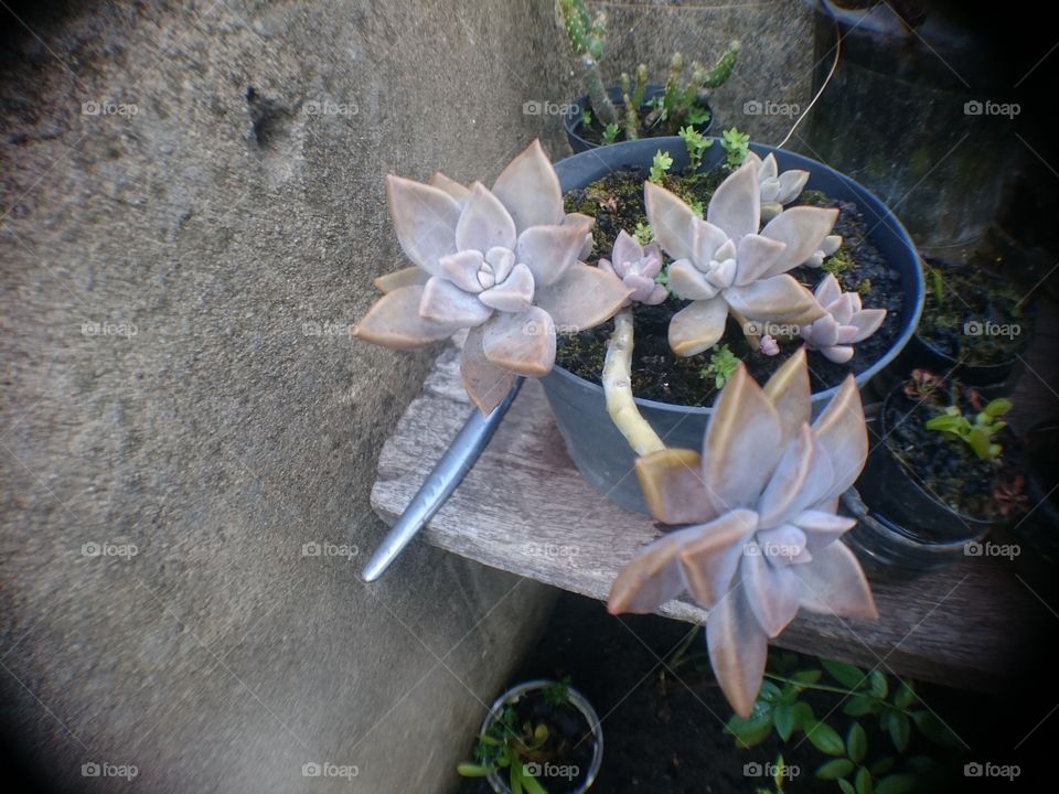 My Succulents Plants in pots ❤
