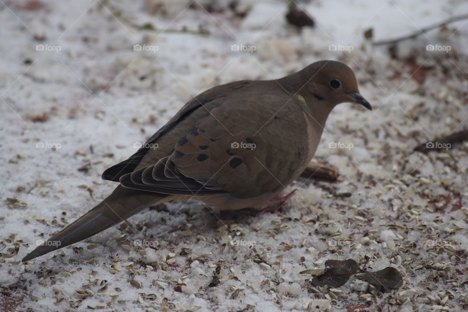 Mourning dove 