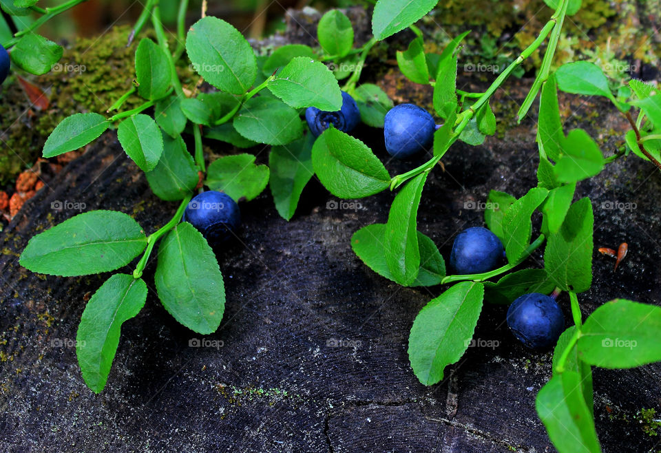 Blueberries