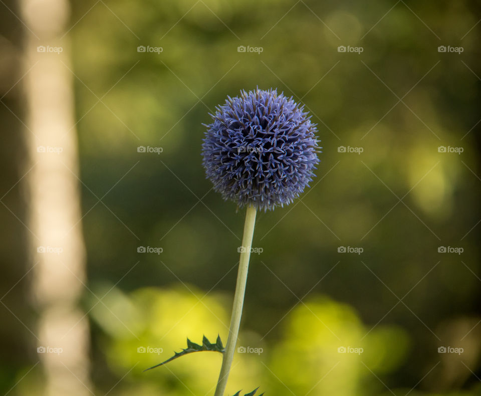 Globe flowers 