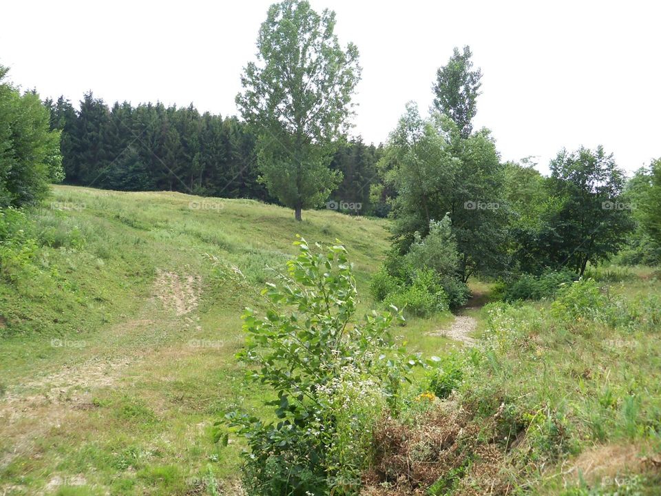 tree on a hill