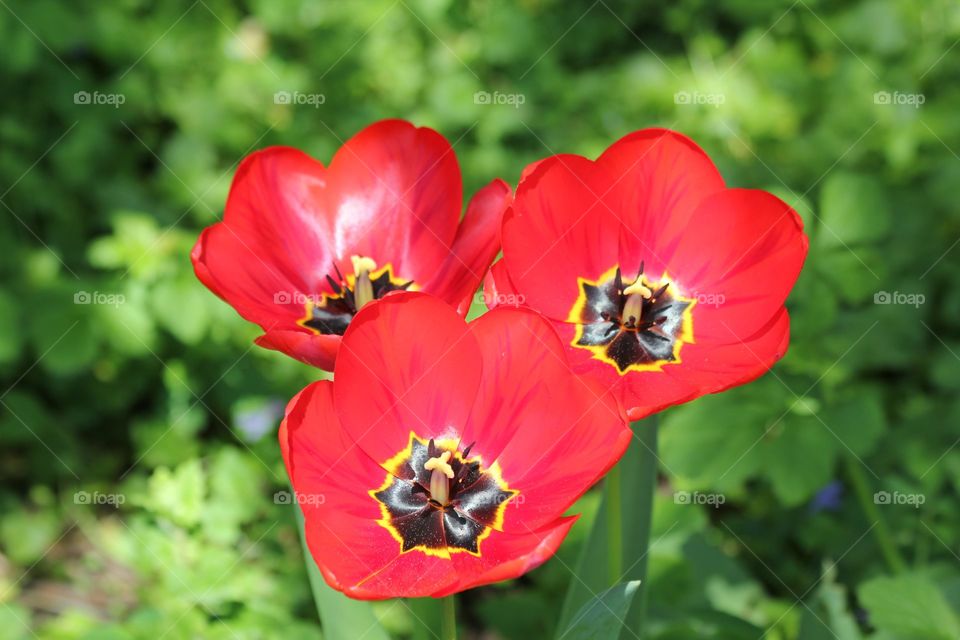 red tulipd