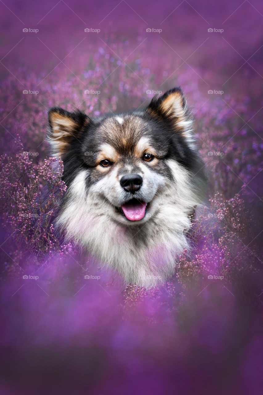 Portrait of a Finnish Lapphund among heather