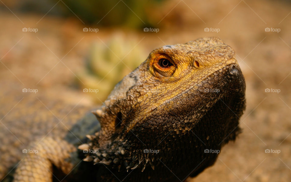 macro eye lizard dragon by majamaki