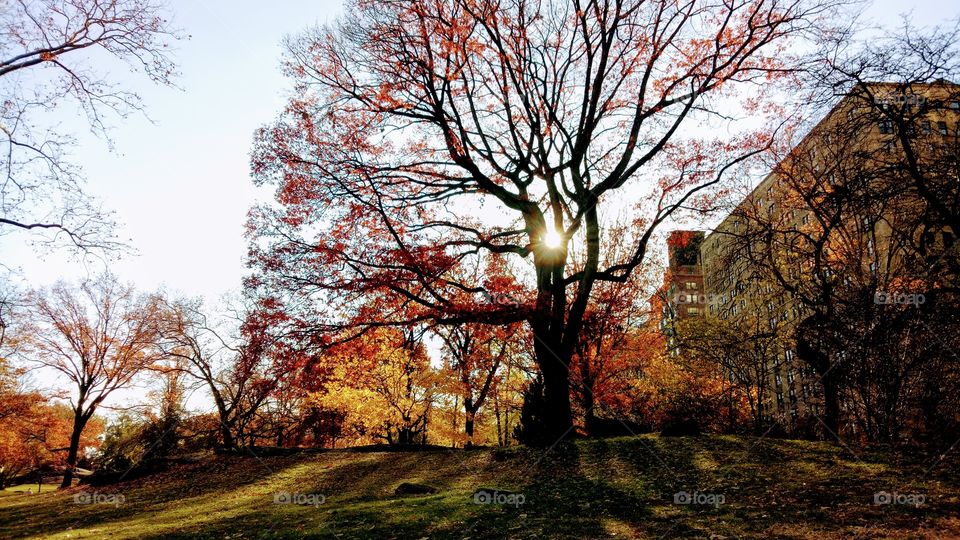 Beautiful autumn season with red, yellow, orange and brown color of the leaves of the trees.