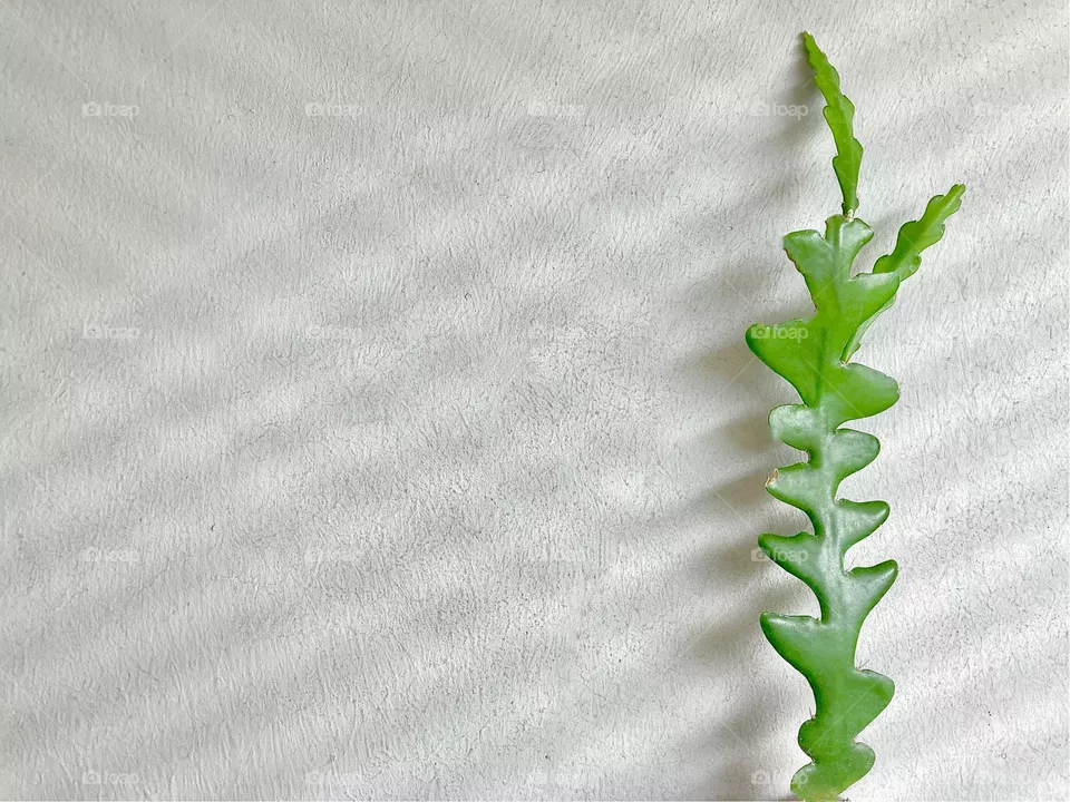 Backgrounds, copy space, shadows,  fish bone cactus / zigzag cactus (Epiphyllum anguliger)