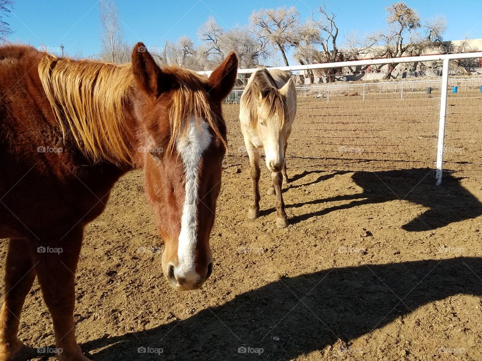 Two Attentive Horses