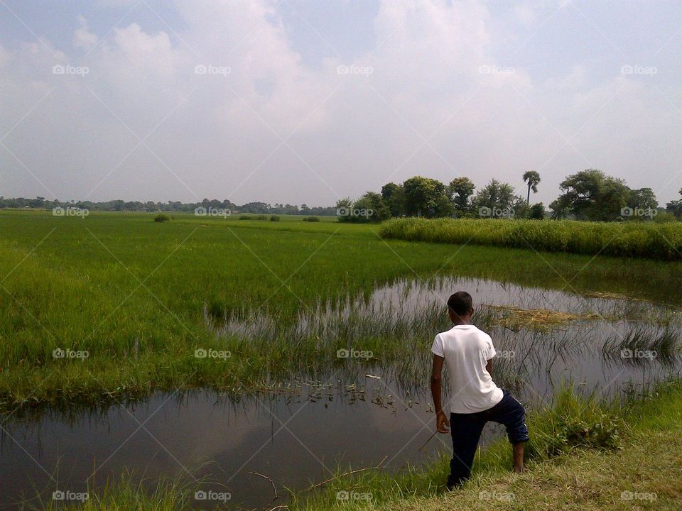 Water, Lake, Landscape, Reflection, Rice