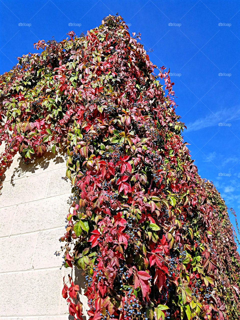 Vine covered block wall against a clear blue sky!