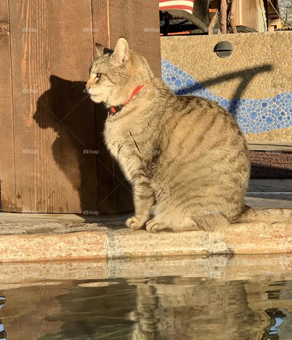 Cat Shadow with The Morning Sun 