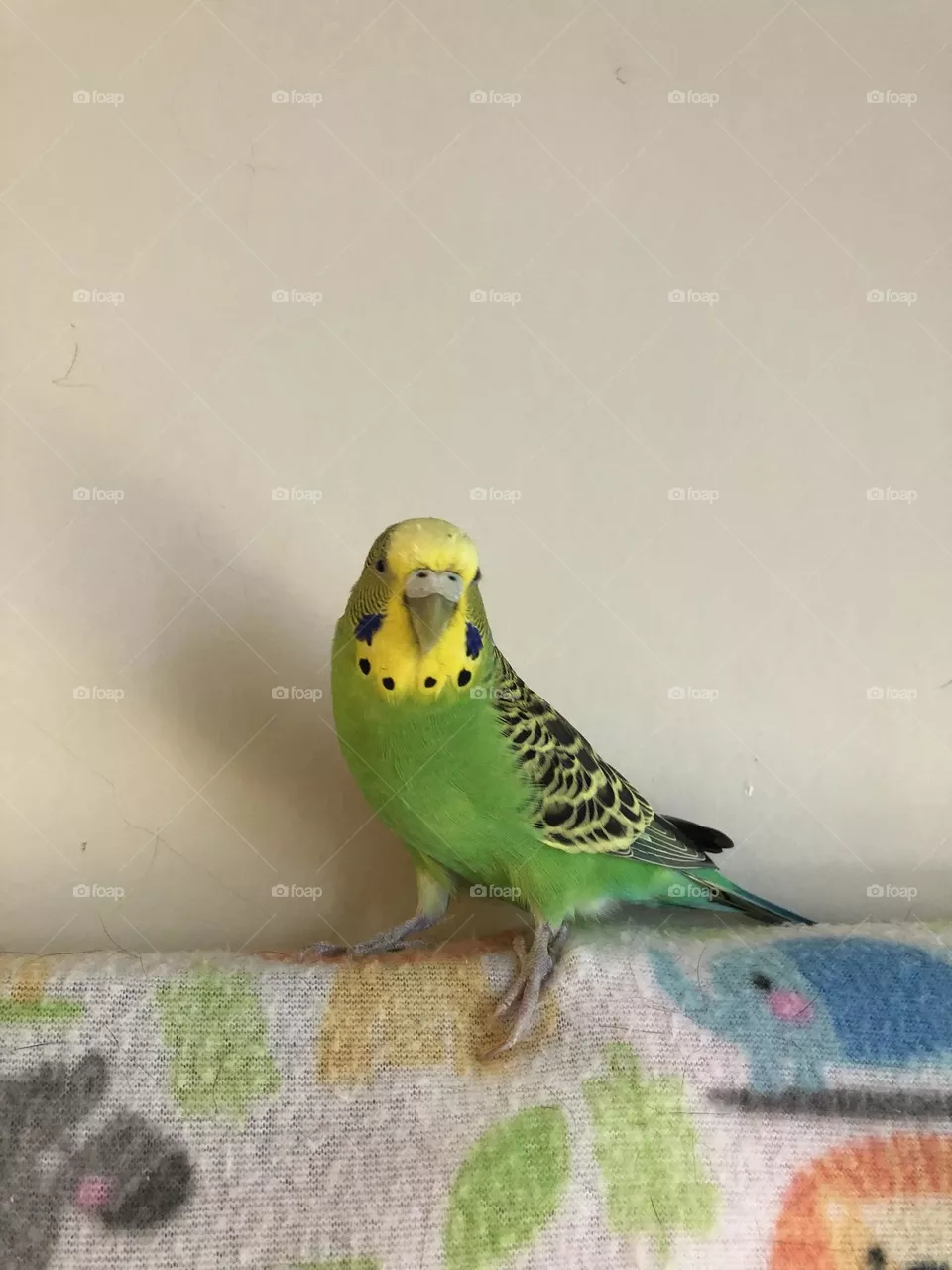 Coco loves the camera 🦜🌿