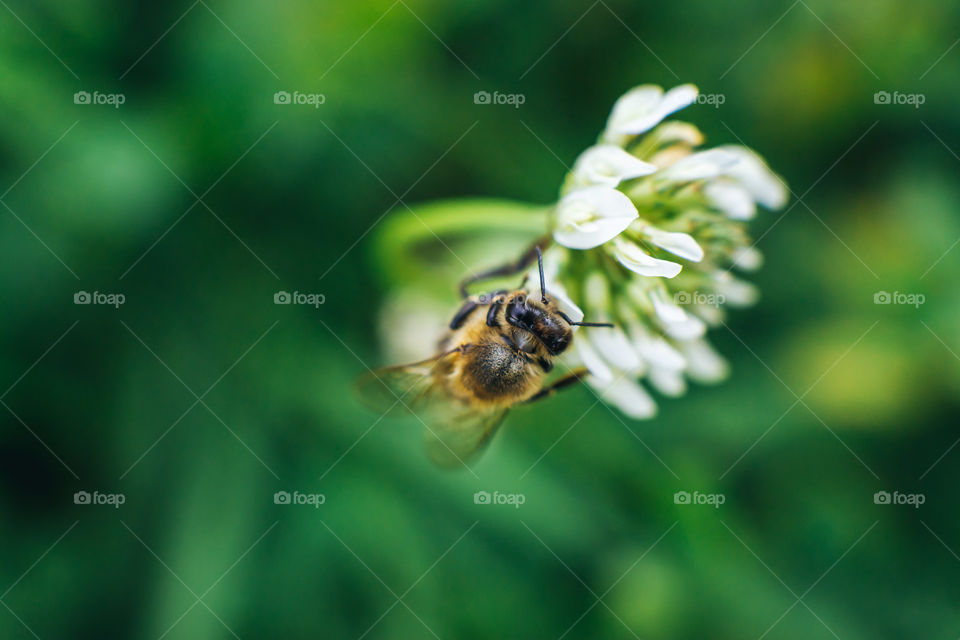 Bee on the flower macro shot