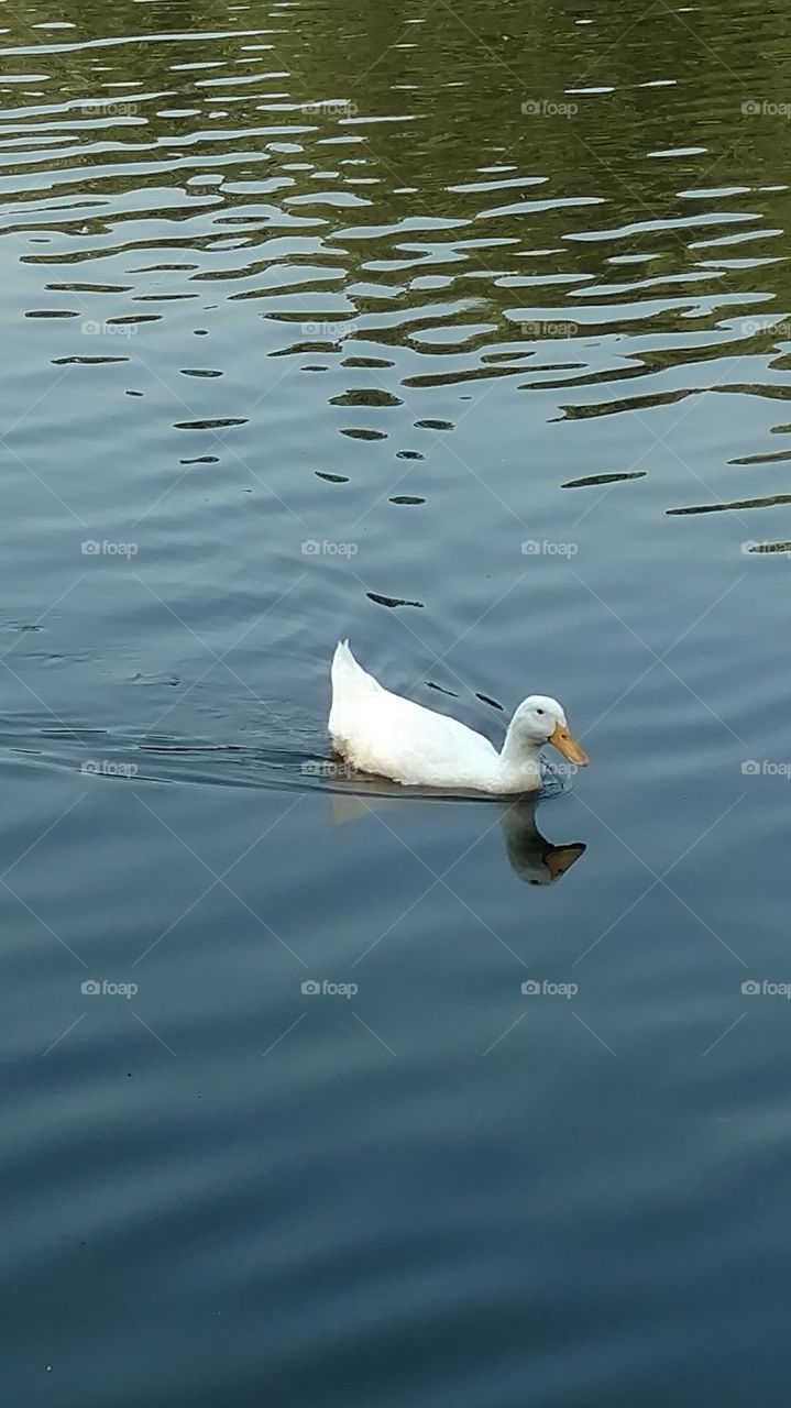 duck