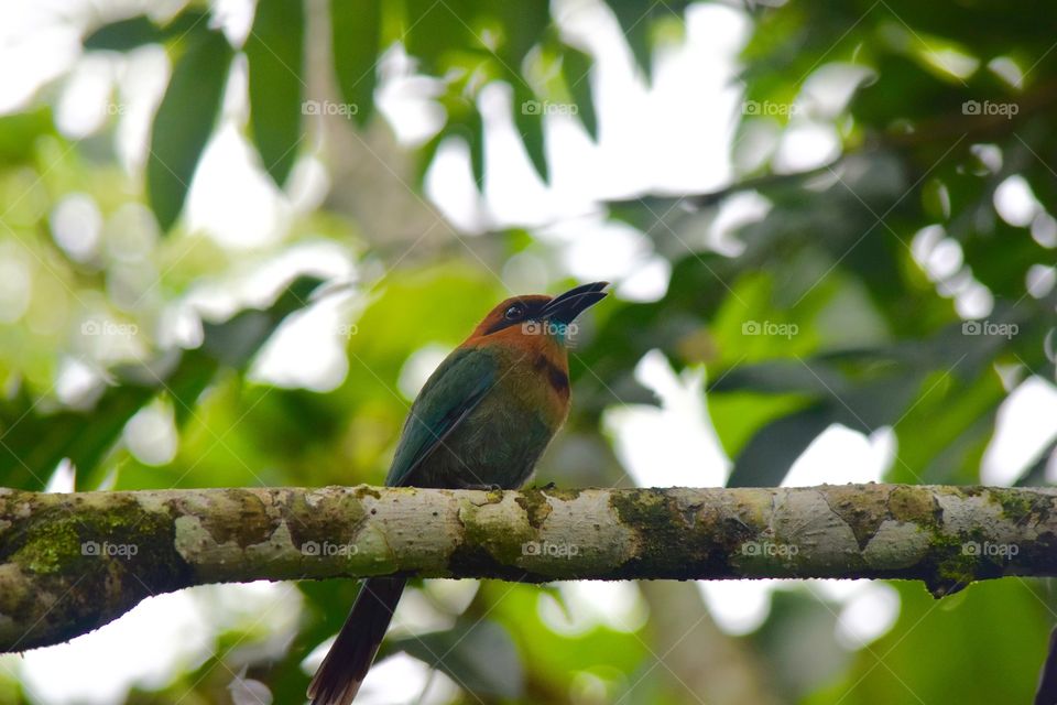 Bird perching on branch