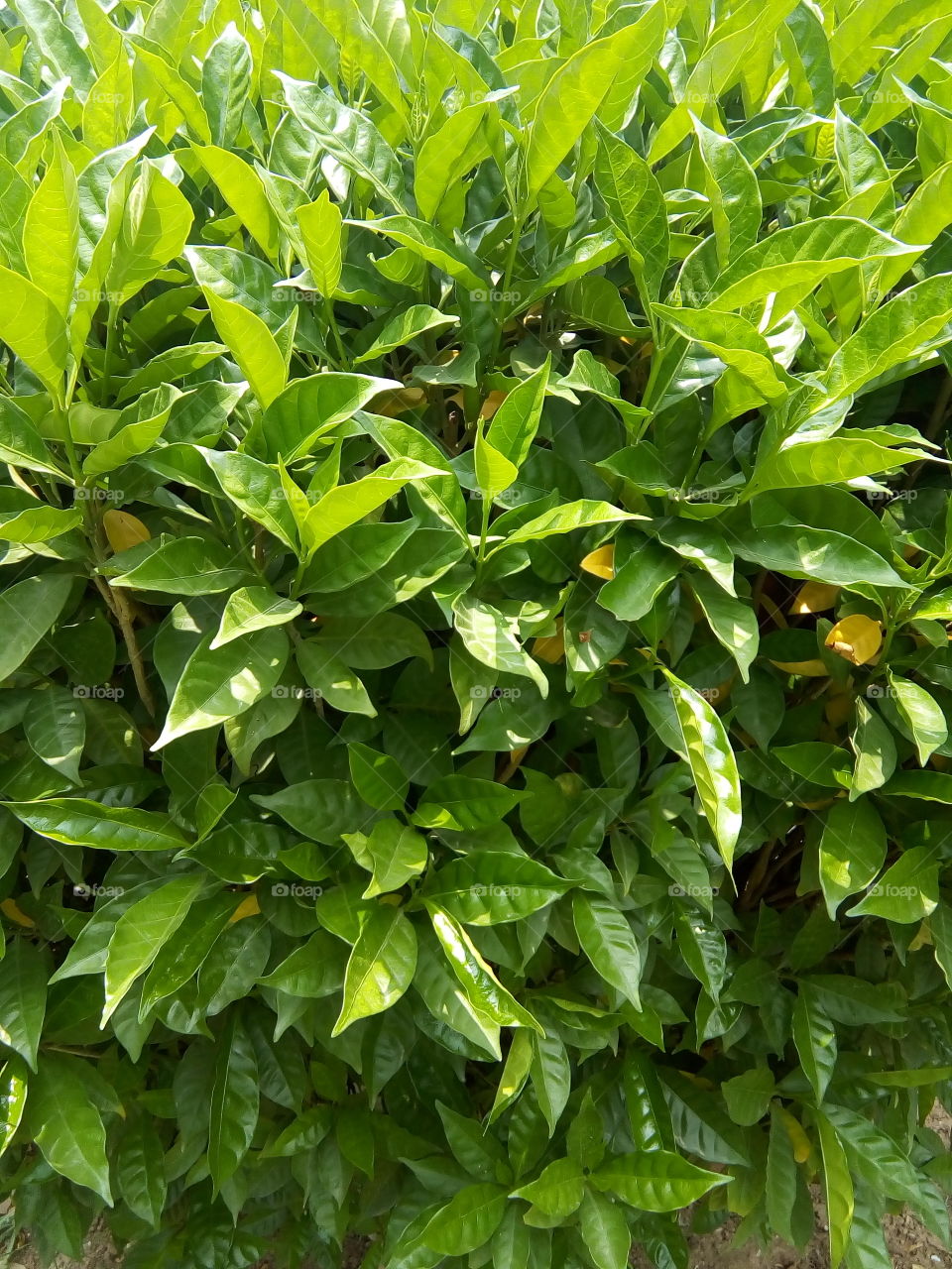 beautiful leafs of a plant.