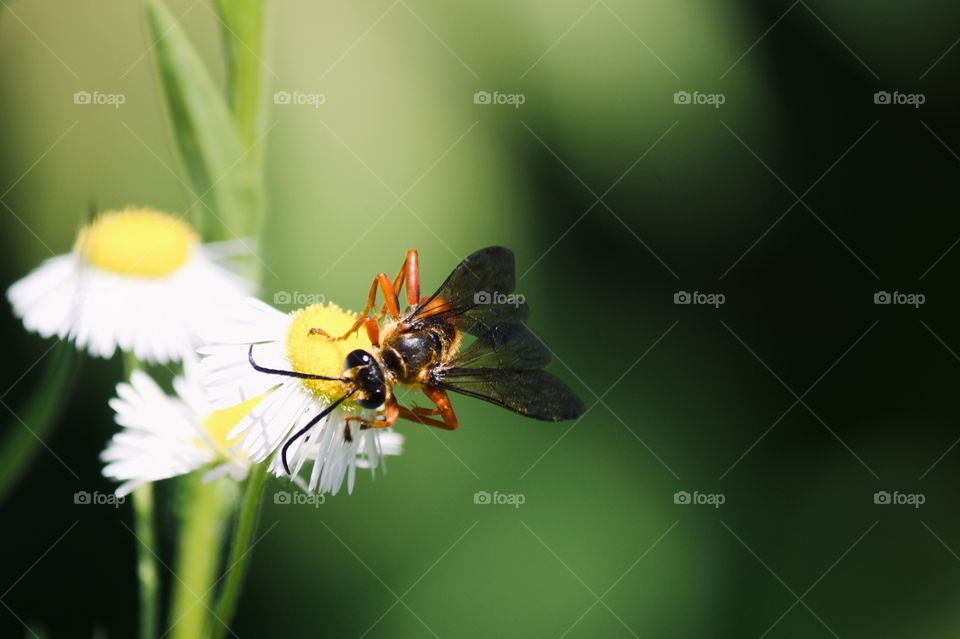 Great Golden Digger Wasp 