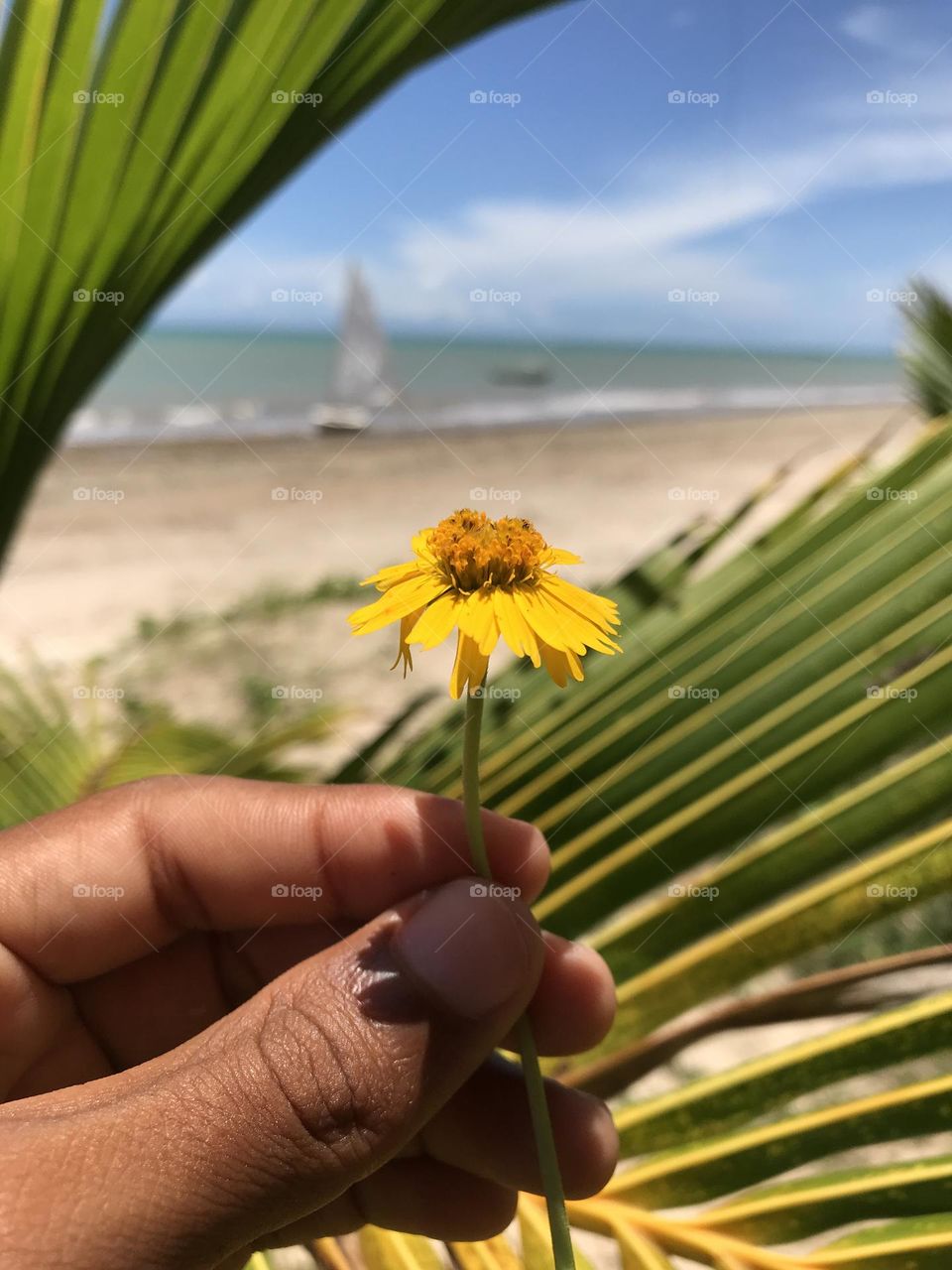 Summer beach and lots of fun, in addition, summer brings many colors and diversity.  Look how beautiful this flower