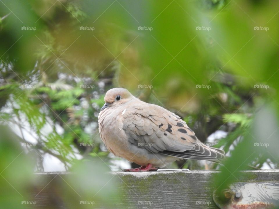 Fluffy dove