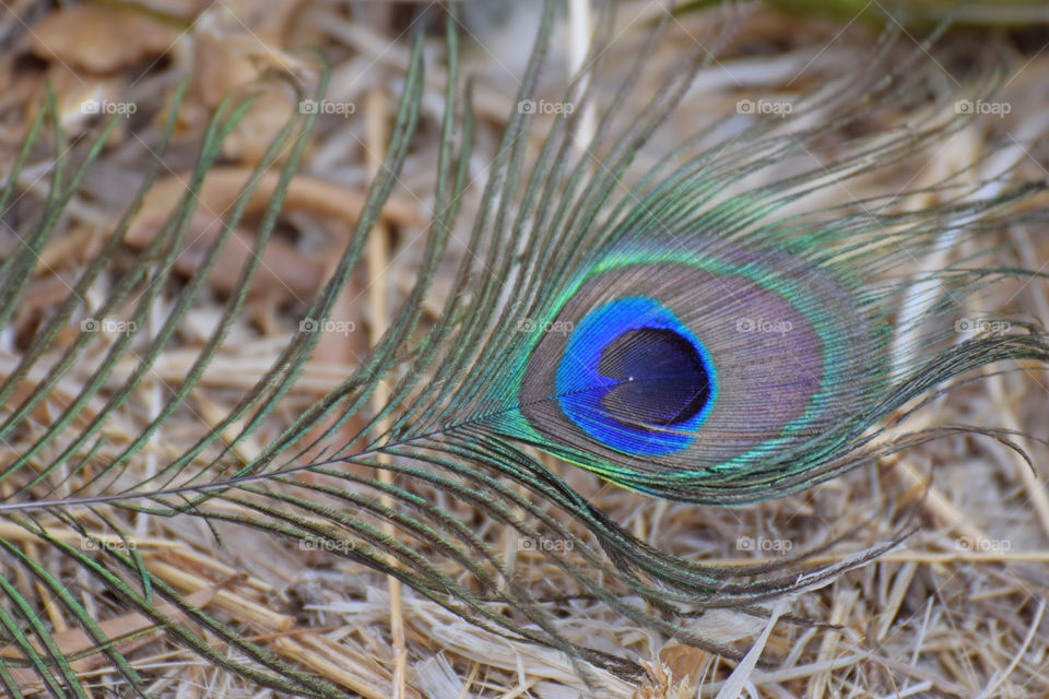 peacock