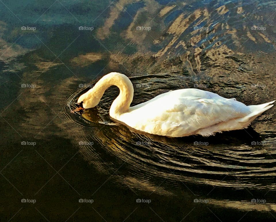 Swan feeding on a lake
