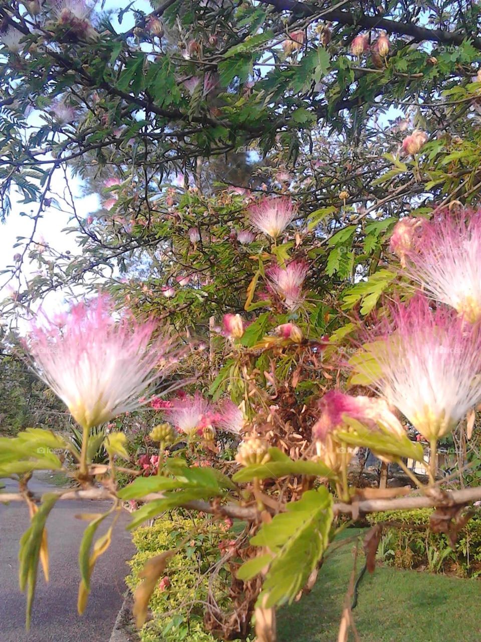 Pink is the color of the day, pink flowers