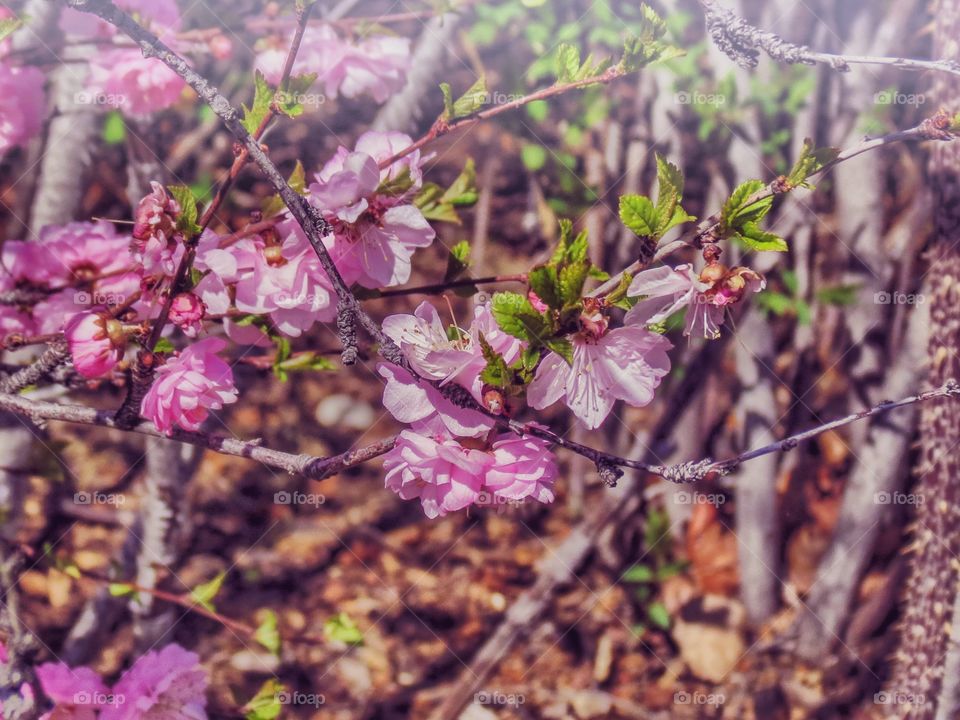 Pink spring paradise 