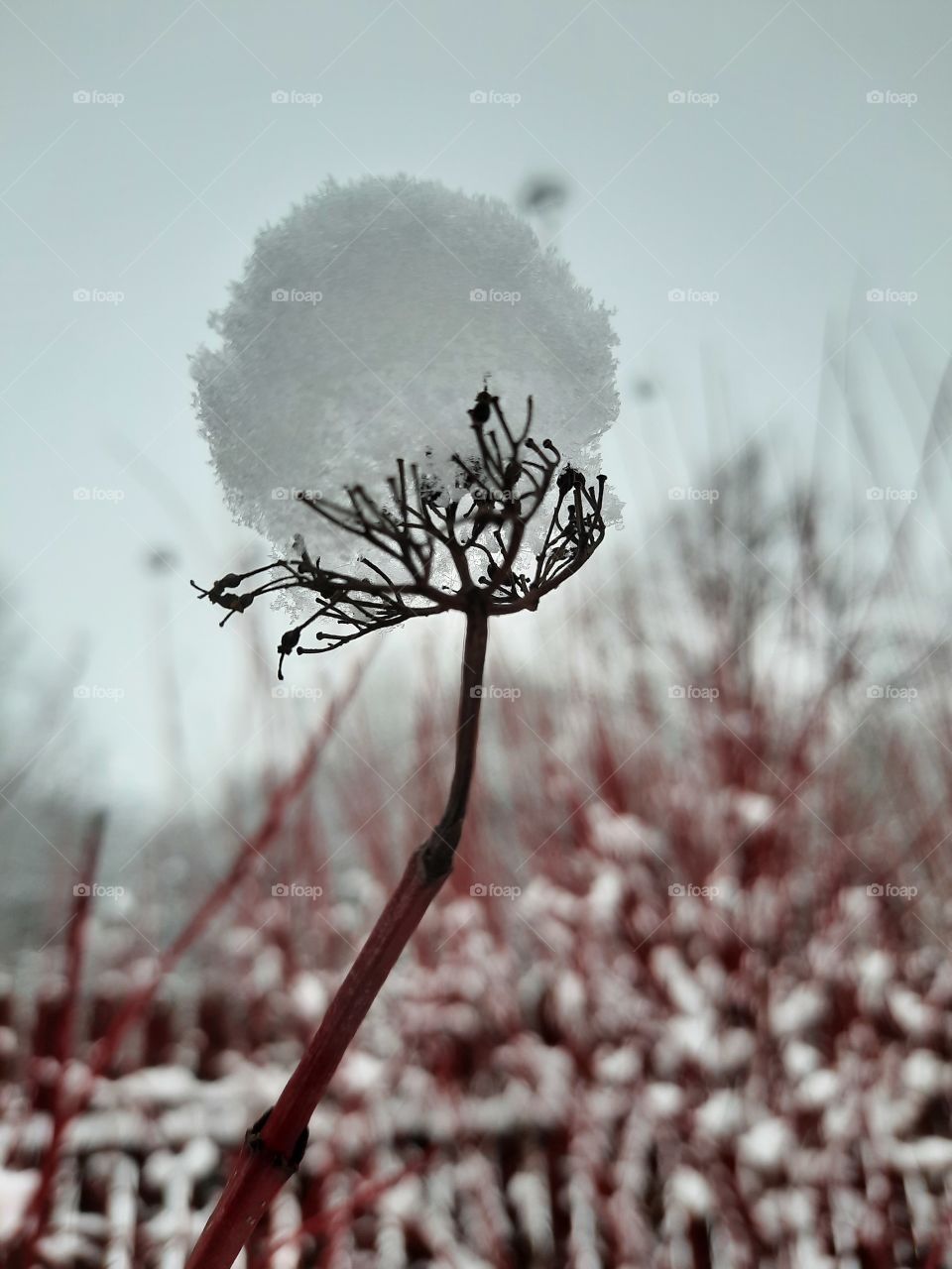 cap of snow on a withered flower of red-branch  dogwood